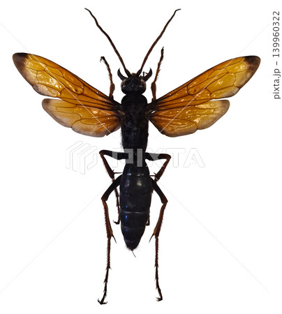 Large pepsine spider wasp Hemipepsis is isolated on a white background. The wasp displays its body, wings, and shape clearly. This insect is known for its predatory behavior on spiders. 139960322