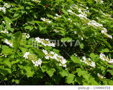 Viburnum guelder rose blossom clusters on green foliage background Viburnum guelder rose blossom clusters on green foliage background 139960358