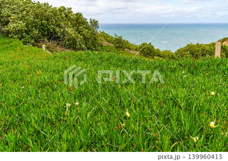 Green coastal vegetation with ocean view in Portugal landscape Green coastal vegetation with ocean view in Portugal landscape 139960413