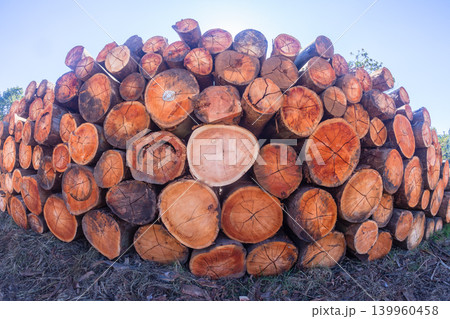 Tree Logs Grain Cuts Timber 139960458