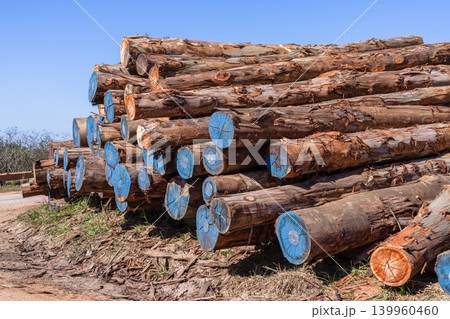 Tree Logs Grain Cuts Timber 139960460