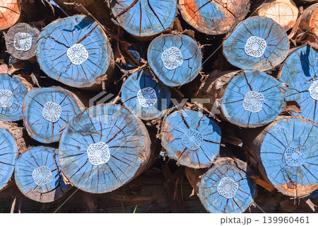 Tree Logs Grain Cuts Timber 139960461