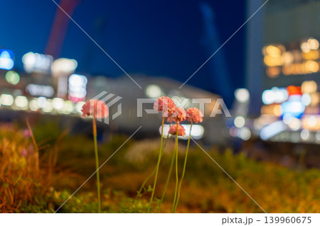 夜景の玉ボケを背景に咲くピンクのアルメリア 夜景の玉ボケを背景に咲くピンクのアルメリア 139960675