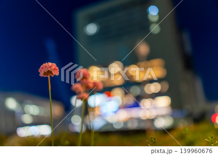 夜景の玉ボケを背景に咲くピンクのアルメリア 夜景の玉ボケを背景に咲くピンクのアルメリア 139960676