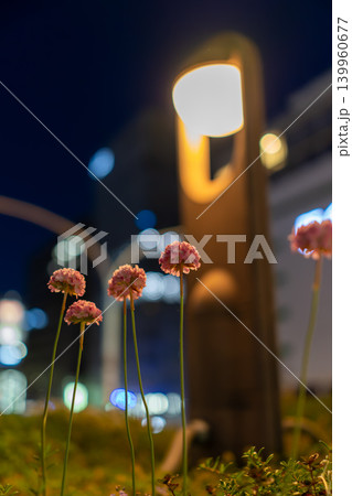 夜景の玉ボケを背景に咲くピンクのアルメリア 夜景の玉ボケを背景に咲くピンクのアルメリア 139960677