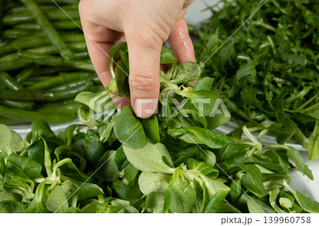 Hands holding fresh corn salad leaves in bowl Hands holding fresh corn salad leaves in bowl 139960758