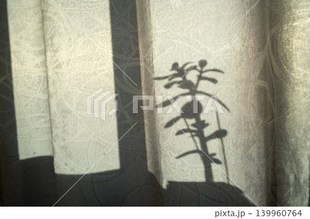 Floral Shadows of Houseplants on Window Curtains Floral Shadows of Houseplants on Window Curtains 139960764