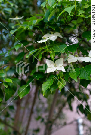 清楚な白い花びらが美しいヤマボウシの植物素材 139961011