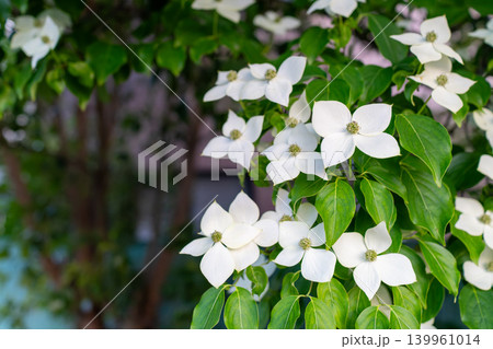 清楚な白い花びらが美しいヤマボウシの植物素材 清楚な白い花びらが美しいヤマボウシの植物素材 139961014