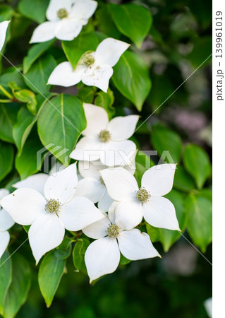清楚な白い花びらが美しいヤマボウシの植物素材 139961019