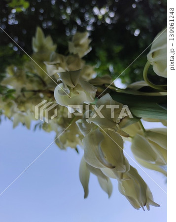 White yucca flowers blooming petals White yucca flowers blooming petals 139961248