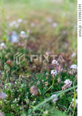 やわらかなボケに包まれた白いシロツメクサの花 やわらかなボケに包まれた白いシロツメクサの花 139961344