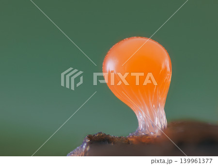 Orange slime mold - Trichia decipiens, it's a small protist organism 139961377