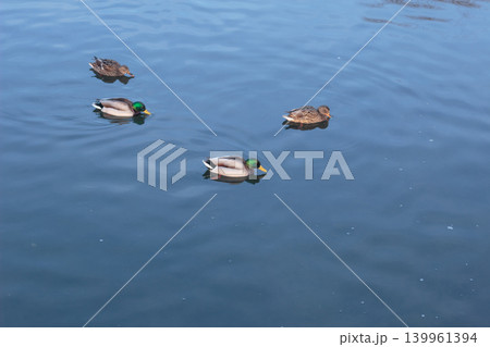 Mallard ducks swimming in a cold winter pond with snowy bank 139961394