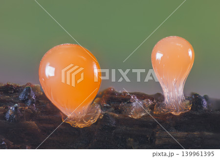 Orange slime mold - Trichia decipiens, it's a small protist organism 139961395