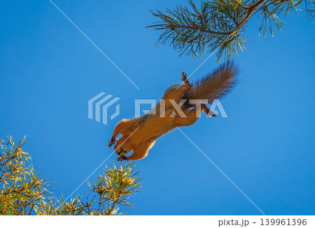 Squirrel jumping on a tree branch, background with squirrel 139961396