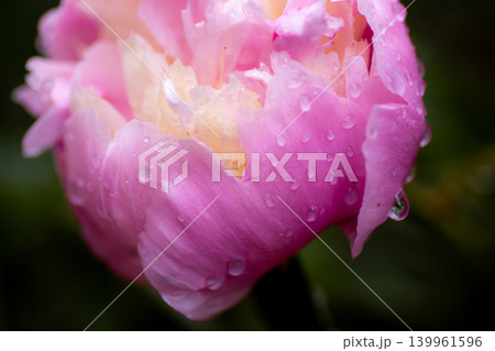 Pink peony petals in raindrops Pink peony petals in raindrops 139961596