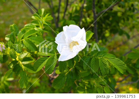 白いハマナスの花 白いハマナスの花 139961753