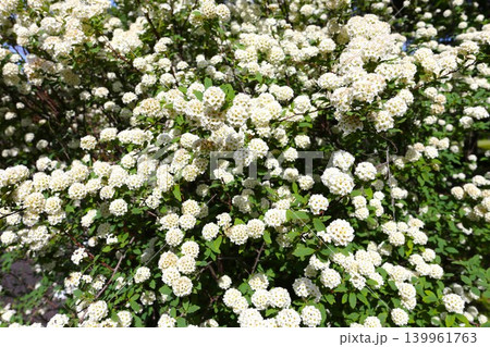 コデマリの花 コデマリの花 139961763