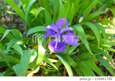紫色の花を咲かせるイチハツ 139961786