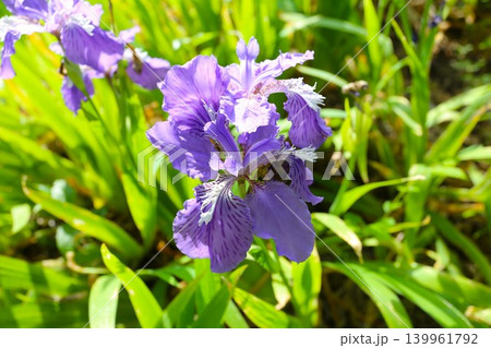 紫色の花を咲かせたイチハツ 紫色の花を咲かせたイチハツ 139961792