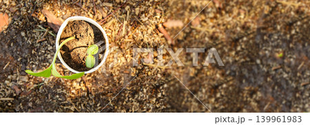 Young green sprout growing in a small biodegradable paper cup. Top view of a plant seedling in soil, gardening and spring planting concept. Banner with copy space Young green sprout growing in a small biodegradable paper cup. Top view of a plant seedling in soil, gardening and spring planting concept. Banner with copy space 139961983