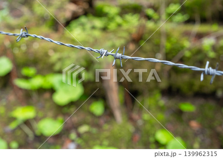Close up of a sharp metal barbed wire fence stretching across a green forest area. Blurred background of moss and plants, safety or border concept Close up of a sharp metal barbed wire fence stretching across a green forest area. Blurred background of moss and plants, safety or border concept 139962315