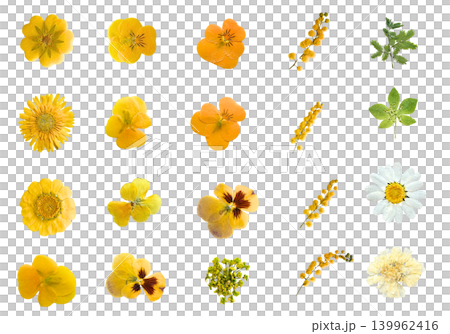 Pressed flower yellow material collection with transparent background: Pansy, mimosa, and daisy set. Pressed flower yellow material collection with transparent background: Pansy, mimosa, and daisy set. 139962416