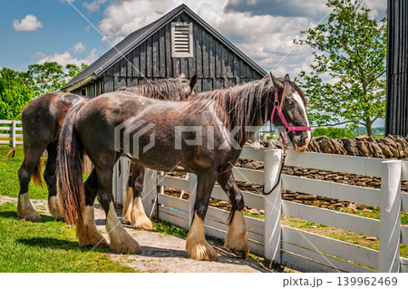 Clydesdale horses standing by fence on farm in Kentucky USA 139962469