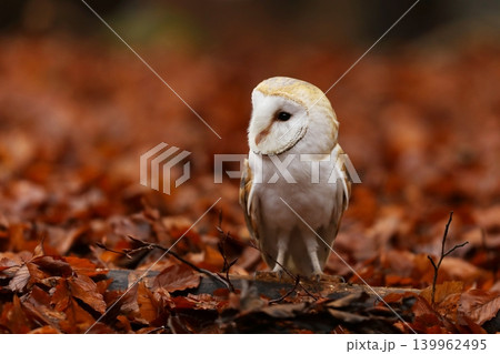 Barn owl (Tyto alba) perching on land with red beech leaves in autumn afternoon Barn owl (Tyto alba) perching on land with red beech leaves in autumn afternoon 139962495