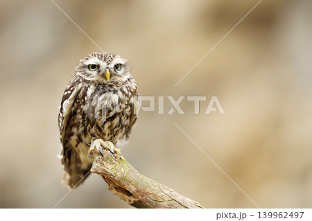 Little Owl, Athene noctua, bird in the nature habitat, clear background. Bird with yellow eyes, Wildlife scene from nature. Little ows on log 139962497