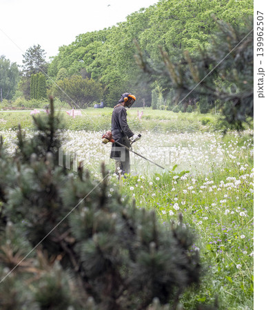 A man using a gasoline trimmer to mow a grassy area filled with wildflowers, likely in the spring. A man using a gasoline trimmer to mow a grassy area filled with wildflowers, likely in the spring. 139962507