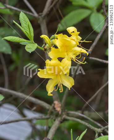 A rhododendron plant in the stages of blooming. A rhododendron plant in the stages of blooming. 139962513