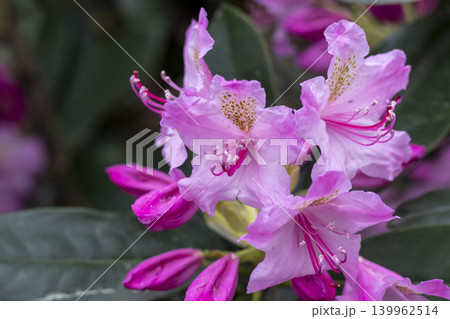 A rhododendron plant in the stages of blooming. A rhododendron plant in the stages of blooming. 139962514