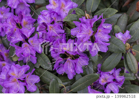 A rhododendron plant in the stages of blooming. A rhododendron plant in the stages of blooming. 139962518