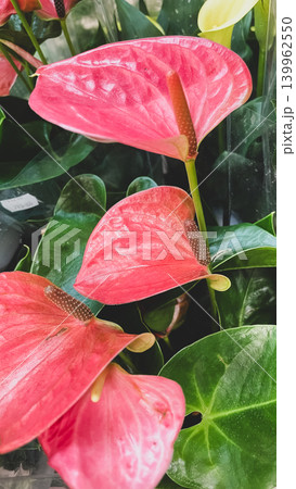Beautiful pink anthurium flamingo flowers with glossy green leaves on display at a florist shop 139962550