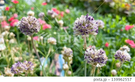 Close up of round purple and white ornamental sea thrift Armeria maritima flowers blooming in a garden nursery 139962557