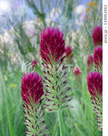 Crimson clover Trifolium incarnatum flowers blooming in wild meadow with soft colorful bokeh background Crimson clover Trifolium incarnatum flowers blooming in wild meadow with soft colorful bokeh background 139962662