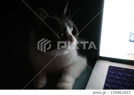 パソコンの画面を見る猫 パソコンの画面を見る猫 139962683