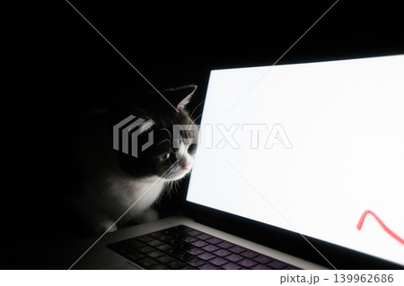 パソコンの画面を見る猫 パソコンの画面を見る猫 139962686