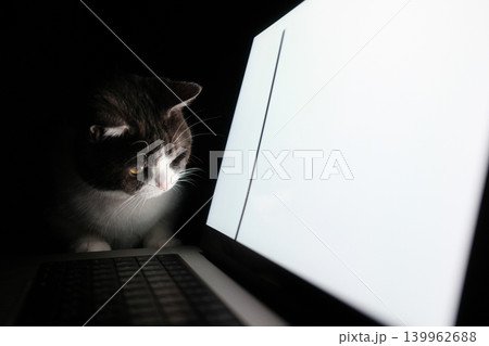 パソコンの画面を見る猫 パソコンの画面を見る猫 139962688