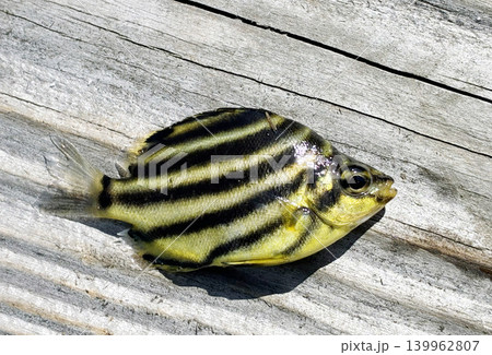 カゴカキダイの幼魚 カゴカキダイの幼魚 139962807