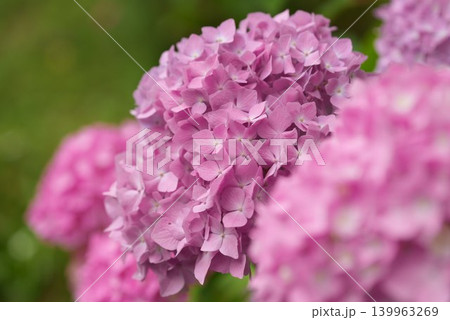 紫陽花 紫陽花 139963269
