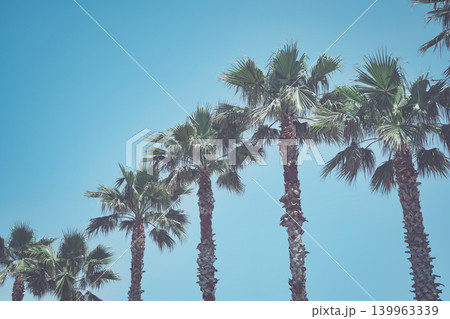 ヤシの木と青空 ヤシの木と青空 139963339