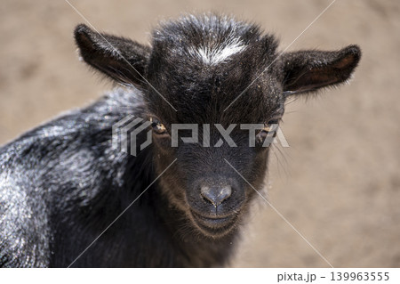Black Goat Portrait with Detailed Fur Texture. Black Goat Portrait with Detailed Fur Texture. 139963555