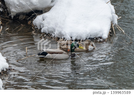 雪解けの渓流とカワガラス 雪解けの渓流とカワガラス 139963589