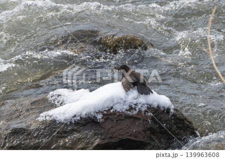雪解けの渓流とカワガラス 雪解けの渓流とカワガラス 139963608