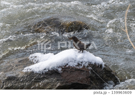 雪解けの渓流とカワガラス 雪解けの渓流とカワガラス 139963609