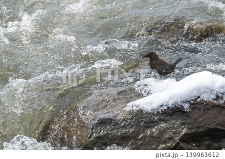 雪解けの渓流とカワガラス 雪解けの渓流とカワガラス 139963612