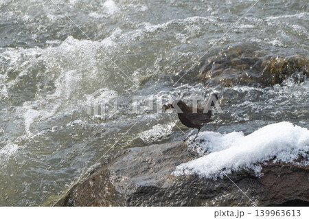 雪解けの渓流とカワガラス 139963613
